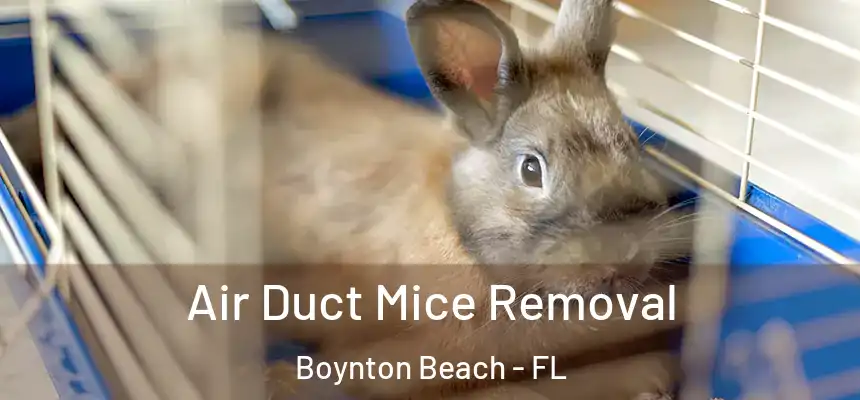  Air Duct Mice Removal Boynton Beach - FL